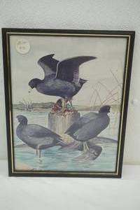 lot 174 image: Framed Wildlife Print. Strubbe
