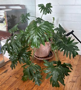 lot 91 image: Pretty Philodendron Plant