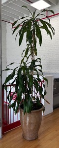 lot 133 image: Giant Gorgeous Live Plant