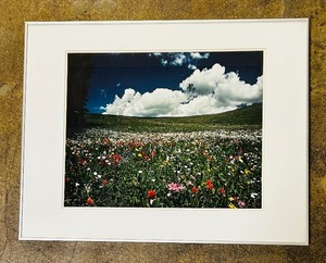 lot 111A image: Breathtaking Floral Framed Photo from Wilderness Photography by Jim Young