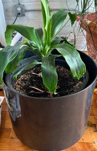 lot 111 image: Large Planter with Small Plant