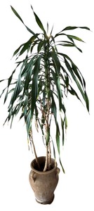 lot 107 image: Gorgeous Tall Real Dragon Tree with Two Handled Planter