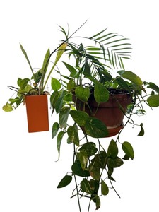 lot 45 image: Two Beautiful Plants in a Bright Orange Vase and Terra Cotta Pot