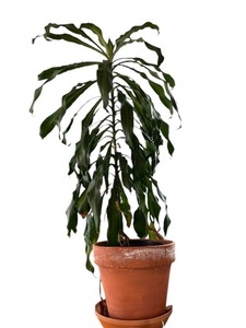 lot 41 image: Large Potted Dracaena Deremensis Plant