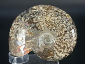 A striking natural cavel ammonite fossil entwined with clear quartz crystals, merging ancient life with crystalline energy. 15.3 oz. / 0.435 kg.
