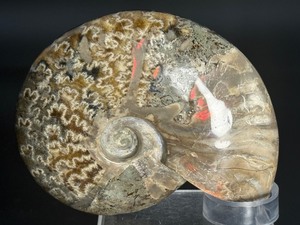 A striking natural cavel ammonite fossil entwined with clear quartz crystals, merging ancient life with crystalline energy. 15.3 oz. / 0.435 kg.