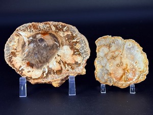 lot 76 image: Petrified Wood Slices are captivating natural pieces that reveal the ancient beauty of wood transformed into stone over millions of years. 1 lb 1.8 oz.  0.505 kg.