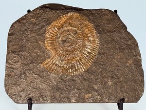 lot 88 image: Dactylioceras Ammonite Fossil in Slate is a captivating natural specimen showcasing an ancient ammonite fossil beautifully preserved within a dark slate matrix.&nbsp11 oz.  0.313 kg.