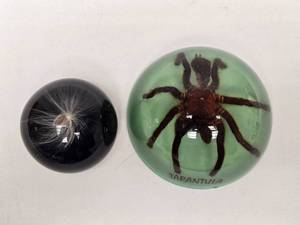 lot 66 image: Pair of Acrylic Paperweights Including Genuine Tarantula