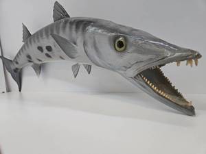 lot 306 image: Very Cool Large Vintage Taxidermy Barracuda - 42