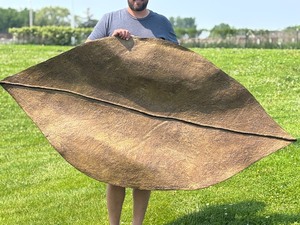 lot 6 image: Monumental LARGE Signed Brazilian Leaf 3D Wall Sculpture