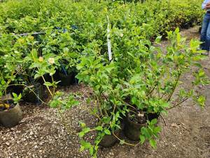 lot 251 image: Lot of (5) Dogwood - Buds Yellow #2 Grow Bag