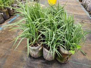 lot 287 image: Lot of (10) Ohio - Spiderwort #1 Grow Bag