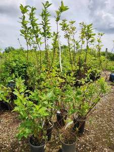 Lot of (5) Dogwood - Red Twig #5 Pot
