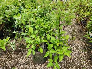 lot 253 image: Lot of (5) Dogwood - Red Twig #2 Grow Bag