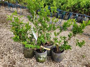 lot 254 image: Lot of (5) Forsythia - Northern Gold #2 Grow Bag