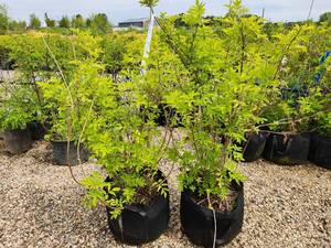 lot 256 image: Lot of (2) Elderberry - Golden #10 Grow Bag