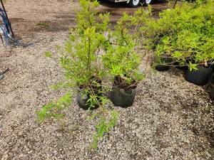 lot 255 image: Lot of (2) Forsythia - Gold Tide #5 Grow Bag