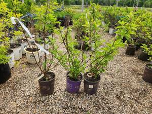 lot 257 image: Lot of (3) Hydrangea - Berry White - First Edition #2 Pot