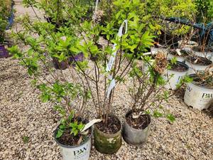 lot 258 image: Lot of (3) Hydrangea - Bobo - Proven Winners #2 Pot