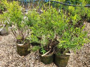 lot 259 image: Lot of (5) St. Johns Wort - Ames #2 Grow Bag