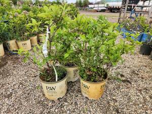 lot 262 image: Lot of (3) Hydrangea - Little Lime - Proven Winners #3 Pot
