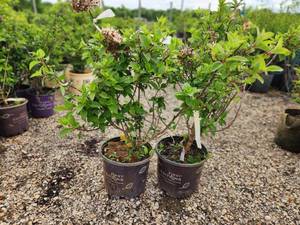 lot 263 image: Lot of (2) Hydrangea - Strawberry Sundae - First Edition #3 Pot