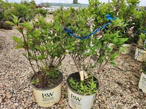 lot 264 image: Lot of (2) Hydrangea - Little Quick Fire - Proven Winners #3 Pot