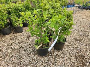 lot 265 image: Lot of (3) Hydrangea - White Diamonds - First Edition #3 Pot