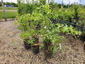 lot 266 image: Lot of (5) Lilac - Mount Baker #2  Pot