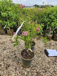 Lot of (2) Lilac - Tinkerbelle #5 Pot