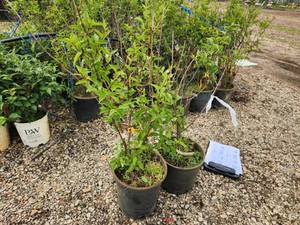 lot 268 image: Lot of (2) Lilac - Chinese Saugeana #5 Pot