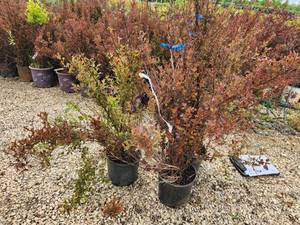 lot 269 image: Lot of (3) Ninebark - Spicy Devil - First Edition #3 Pot