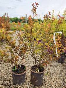 lot 270 image: Lot of (2) Ninebark - Amber Jubilee - First Edition #5 Pot