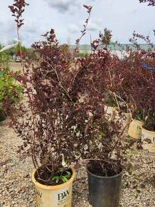 lot 271 image: Lot of (2) Ninebark - Summer Wine - Proven Winners #5 Pot