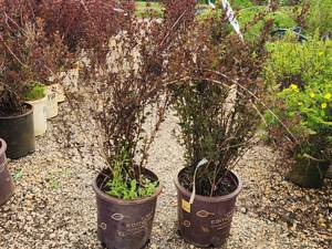 lot 272 image: Lot of (2) Ninebark - Little Devil - First Edition #5 Pot
