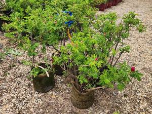 lot 273 image: Lot of (5) Rose - Purple Pavement - Mauve #2 Grow Bag