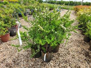 lot 275 image: Lot of (5) Spirea Nip Snowmound - White #2 Grow Bag