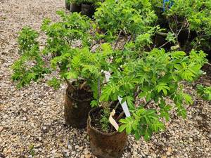 lot 274 image: Lot of (3) Rose - Snow Pavement - White #2 Pot