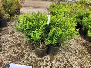 lot 276 image: Lot of (3) Spirea - Japanese White #3 Pot