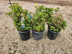 lot 277 image: Lot of (3) Cranberrybush - Dwarf European  #2 Pot