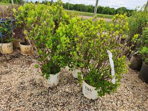 lot 278 image: Lot of (3) Summersweet - Vanilla Spice - Proven Winners #3 Pot