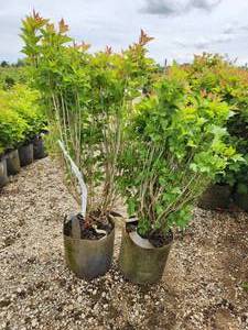 lot 279 image: Lot of (2) Viburnum - Bailey Compact #5 Grow Bag