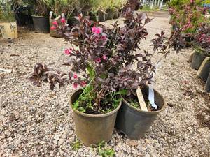 Lot of (3) Weigela - Tango #2 Pot