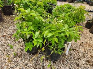 lot 281 image: Lot of (4) Ivy - Engelmann #3 Pot