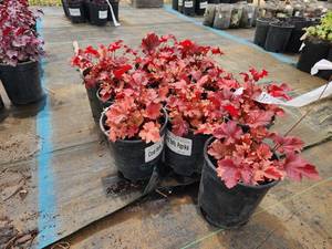 lot 283 image: Lot of (10) Coral Bells - Paprika #1 Pot