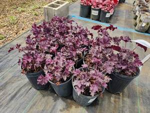 lot 282 image: Lot of (10) Coral Bells - Grande Amethyst #1 Pot