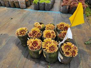 Lot of (10) Hens & Chicks - Chick Charms - Golden Nugget #1 Grow Bag