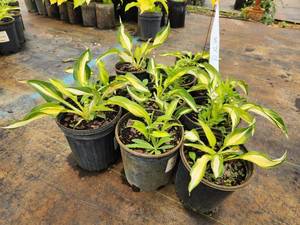 lot 285 image: Lot of (10) Hosta - Cool as a Cucumber #1 Pot