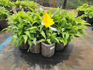 Lot of (10) Hosta - Lance-leafed #1 Grow Bag